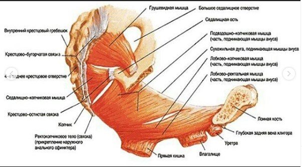 Болезнь Пейрони и острый тромбоз дорсальной вены полового члена