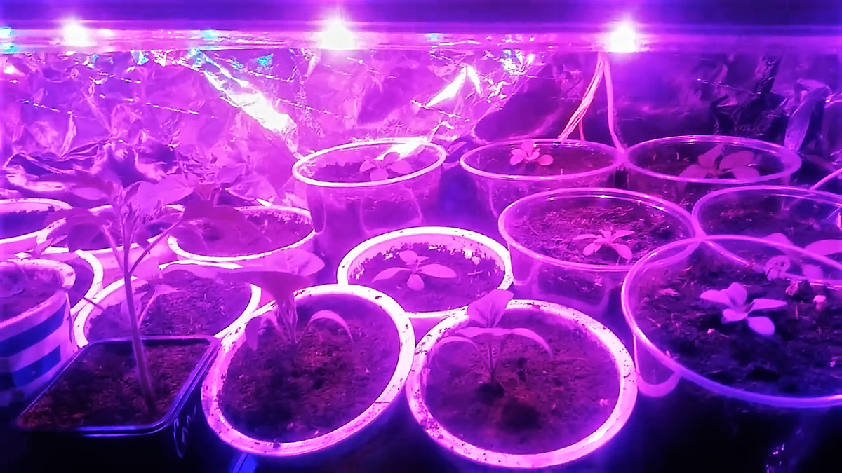 Фото Яндекс. Картинки.