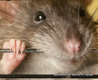 Говорят и бетон и железо им по зубам