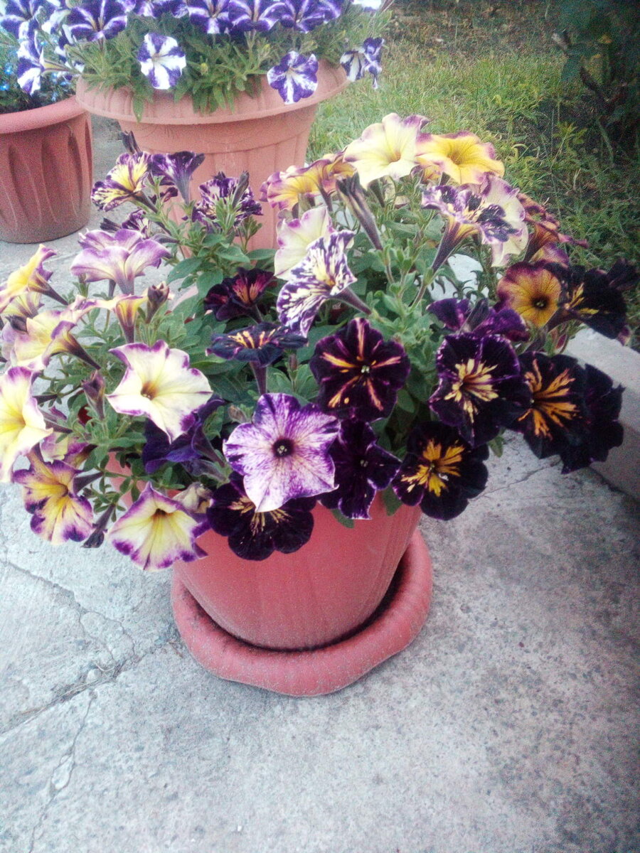 Crazytunia Moonstruck в начале июля (фото из личного архива).
