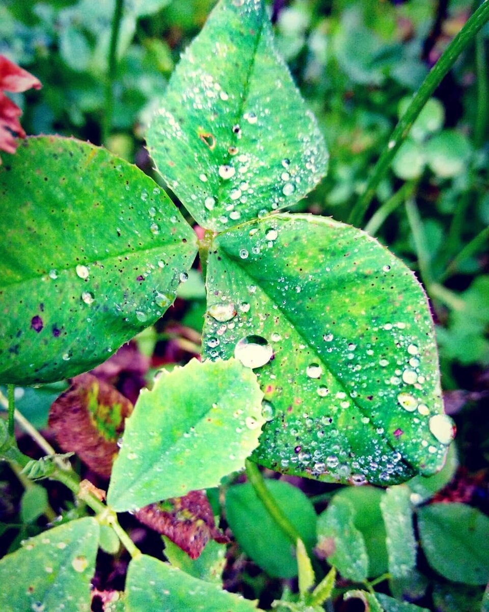                                            Фото сделано автором