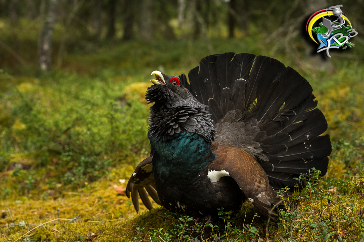 Животные России. Обитатели лесов. Глухарь и тетерев.