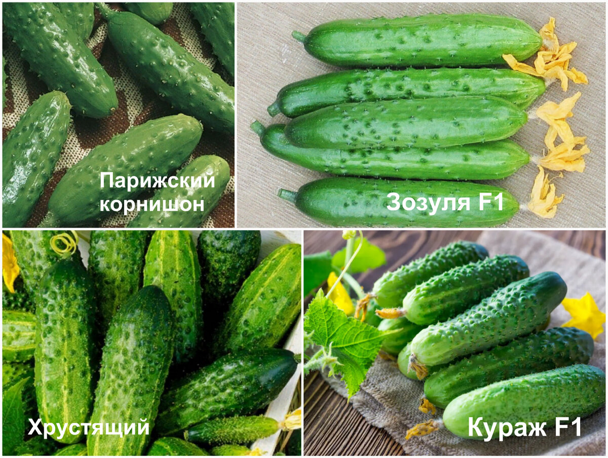 Какие огурцы для засолки хорошие сорта