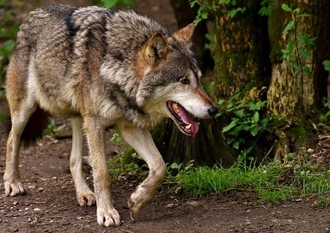 Волки, пожалуй, одни и самых таинственных зверей среди всех, живущих на планете Земля. Дело в том, что внешне они напоминают наших домашних любимцев, собак, зато нрав волков куда опаснее. Их вой вводит в ужас даже смелых людей