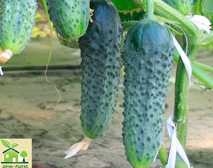 огурец сфинкс F 1