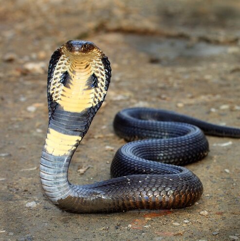 Вам нравятся змеи ? 