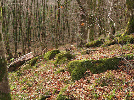 Так выглядит наш лес.