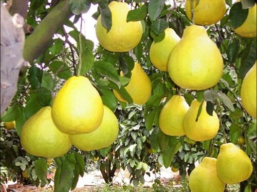 Интересный факт: плоды помело растут на вечнозелёном дереве. 