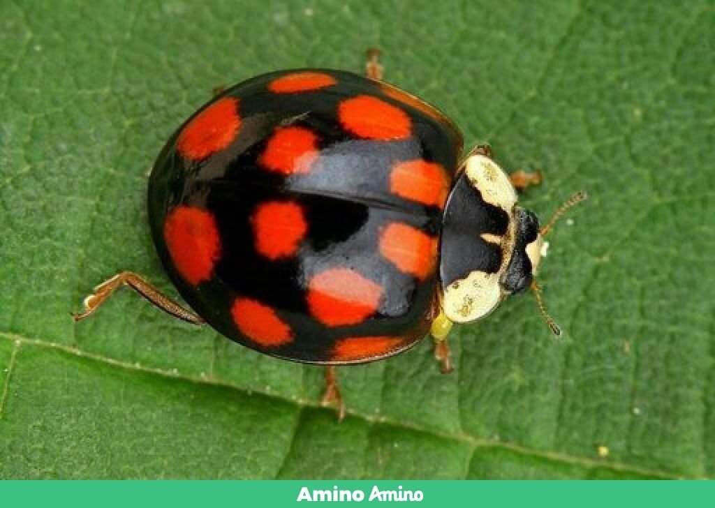 Красная окраска божьих коровок. Божья коровка Harmonia axyridis. Азиатская Божья коровка (Harmonia axyridis). Черная Божья коровка Арлекин. Хармония изменчивая.