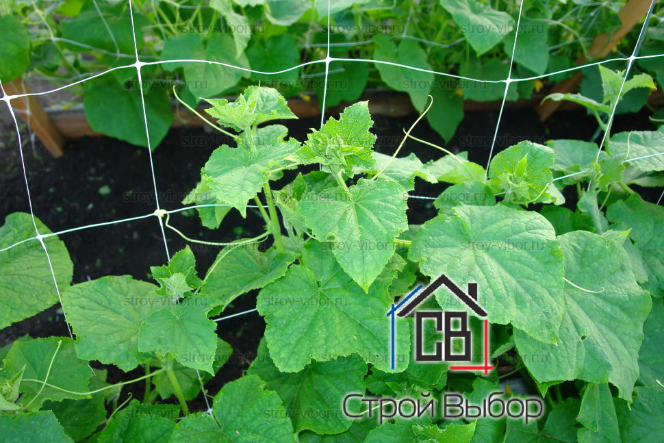 Сетка для огурцов