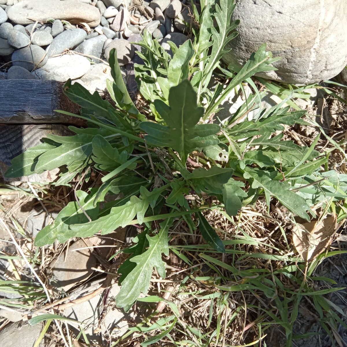 Кустик дикой рукколы в марте