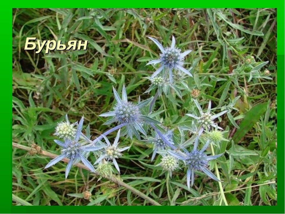 Weed treatment plant eryngium free image - № 34398