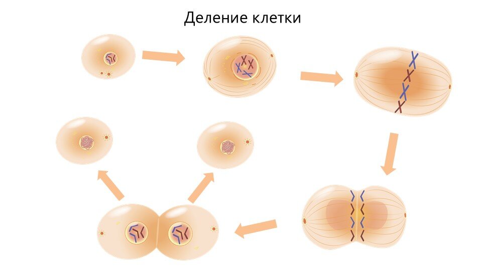 5 стадий деления клетки