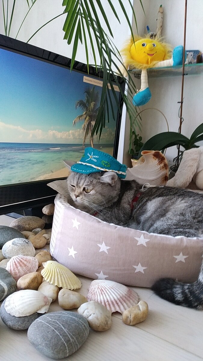 кошка Буся в кепке