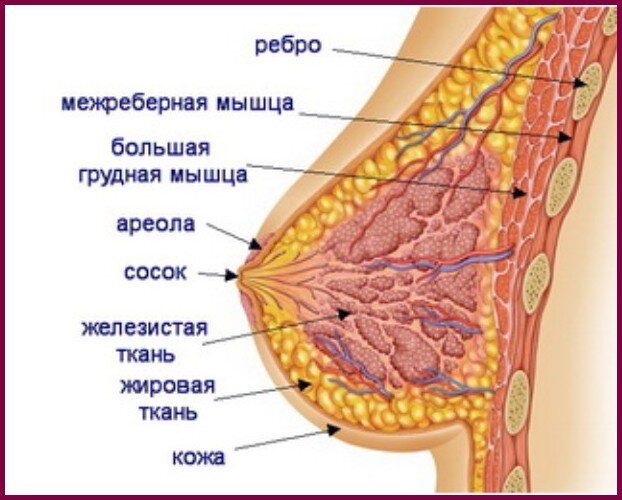 Строение молочной железы
