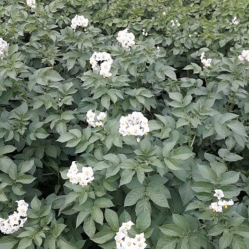 Сорт Жигулевский -крупные соцветия, -                                                                                                   мощная листва не дает расти сорнякам.