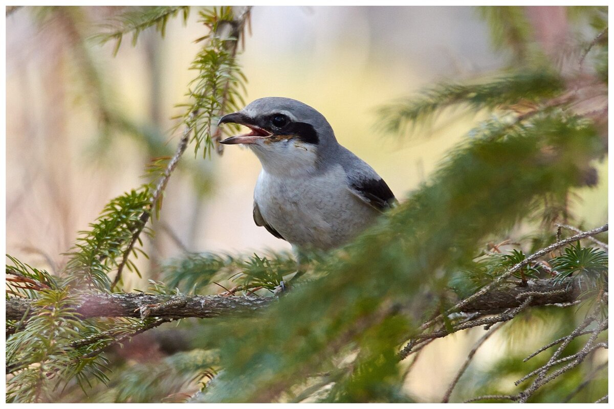 Название этой птицы на латыни - Lanius, что переводится как "мясник" или "палач"