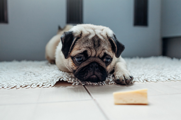 Можно ли кормить собаку сыром: польза и вред сыра для питомца