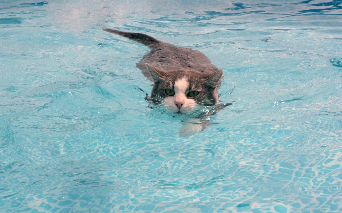 Кошки которые любят плавать 🏊 | Котики | Дзен