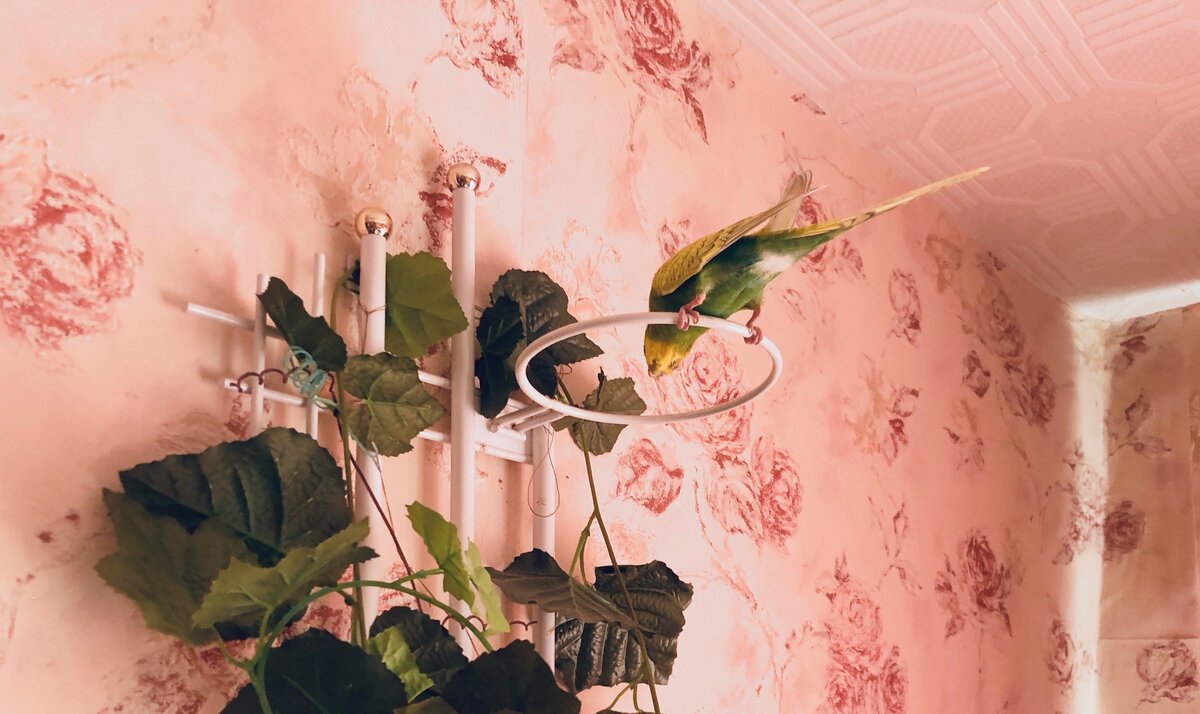 Только выпустили погулять на новом месте, сразу нашел, где поиграть. 