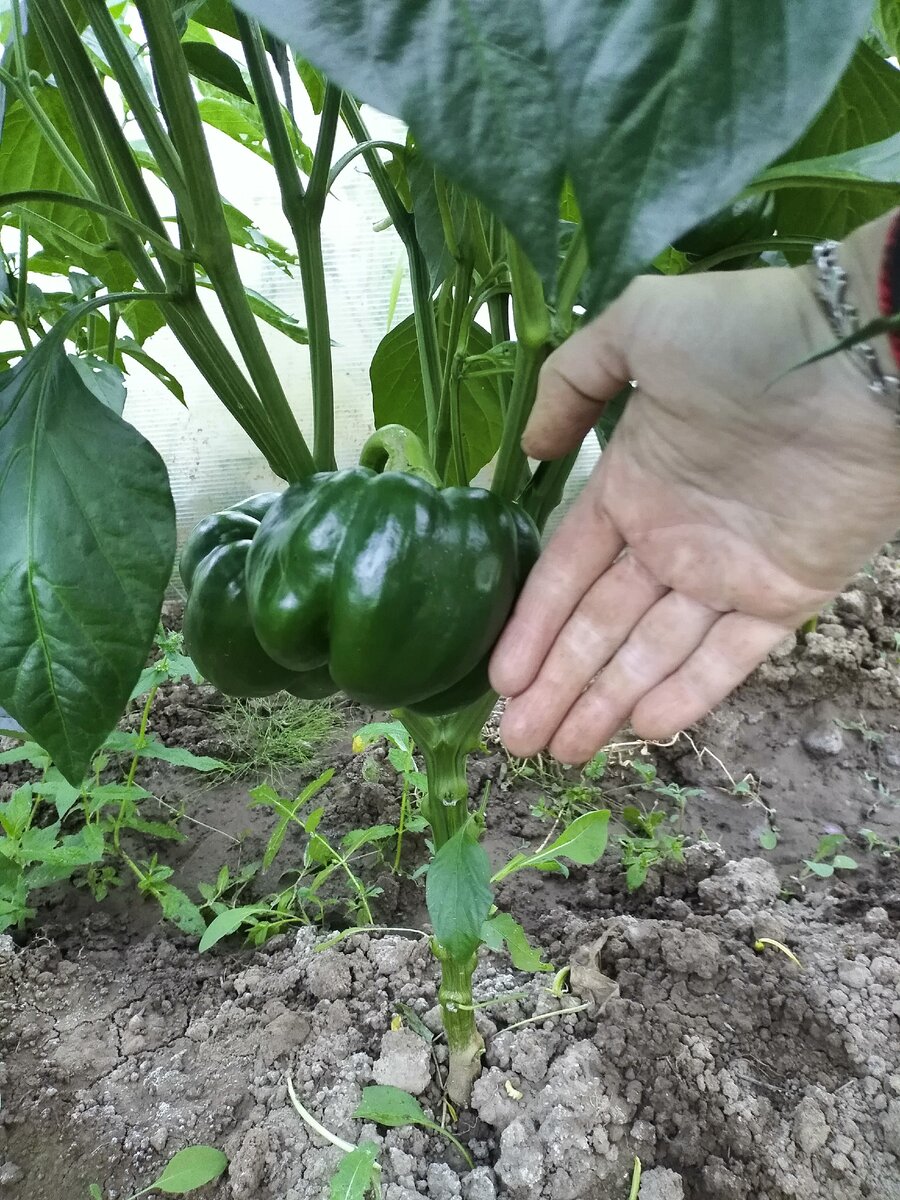 А вот сами плоды)) это еще маленькие, самый большой мы слопали)) он был примерно с крупную мужскую ладонь 