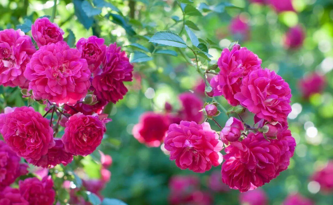 Источник фото Яндекс.Картинки