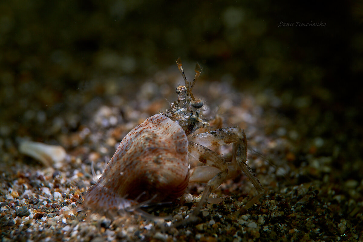 Фото: Денис Тимченко