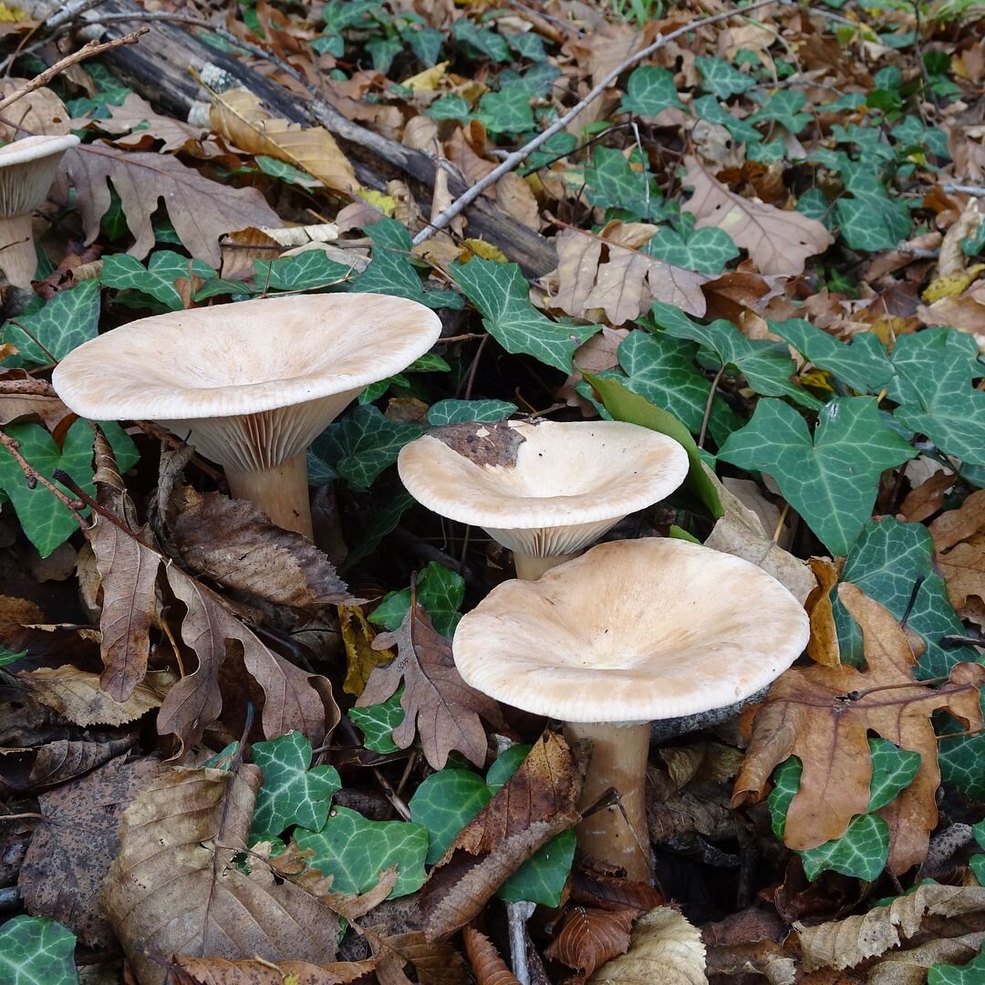 Говорушка подогнутая (Clitocybe geotropa)