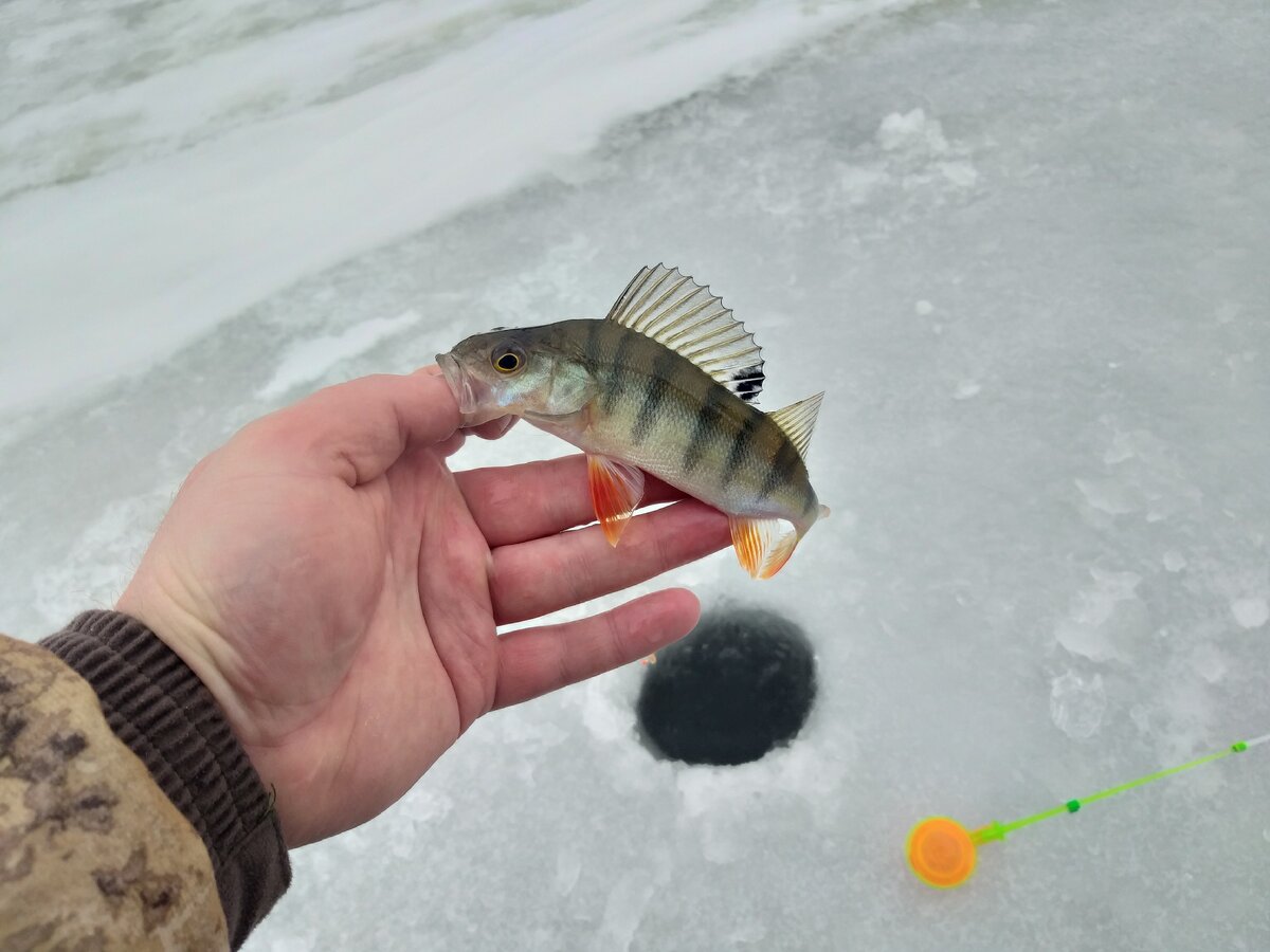 Первый окунёк соблазнился на резкий подброс мормышки.
