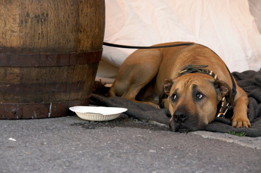 Чума – это очень распространенная и смертельно опасная вирусная болезнь, которая довольно часто встречается у собак