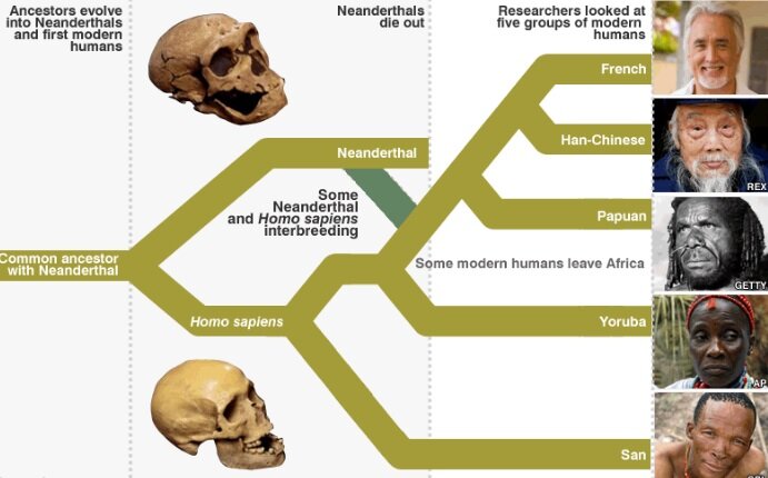 СКРЕЩИВАНИЕ ЛЮДЕЙ И НЕАНДЕРТАЛЬЦЕВ -ЧАСТЬ ЭВОЛЮЦИОННОЙ ИСТОРИИ. (лайвинтернет.ру).