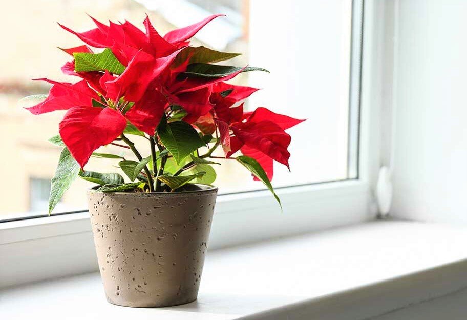 Уход за рождественской звездой
