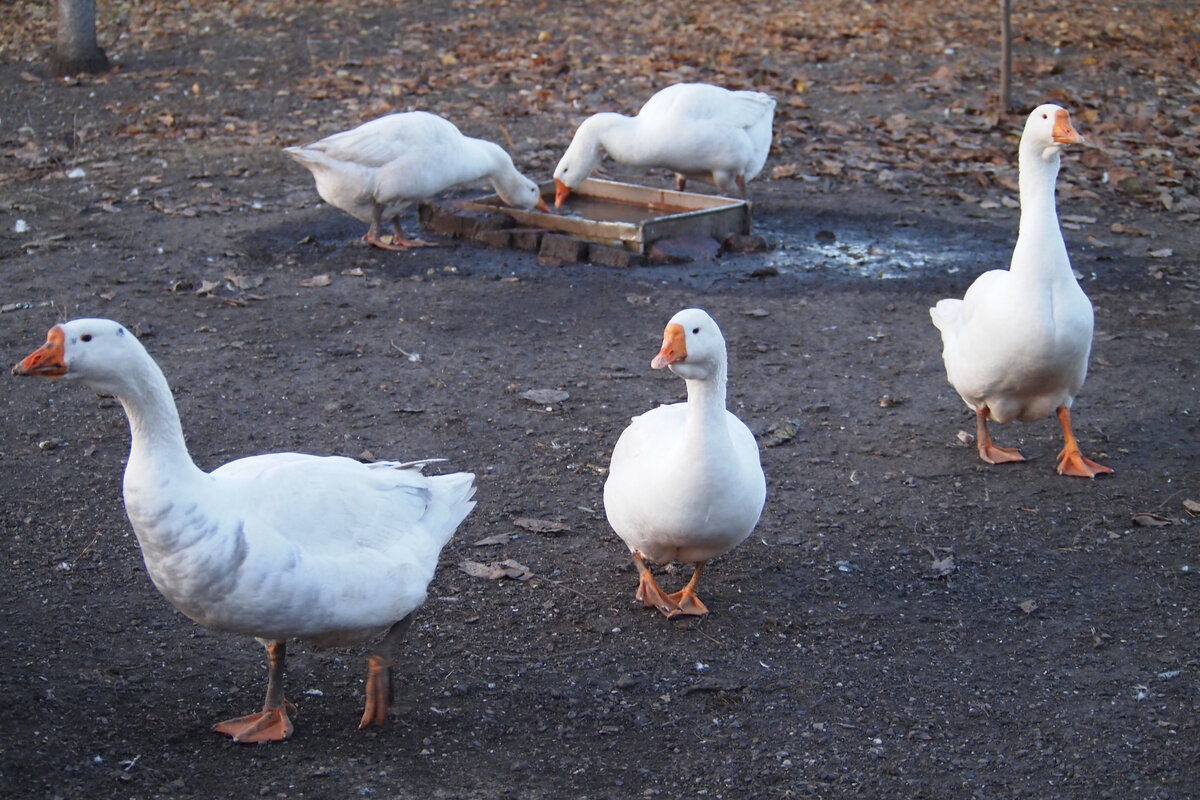 Гуси породы ландские. Гуси белые домашние. Пять гусей. Порода гусей датский легард. Гуси домашние.