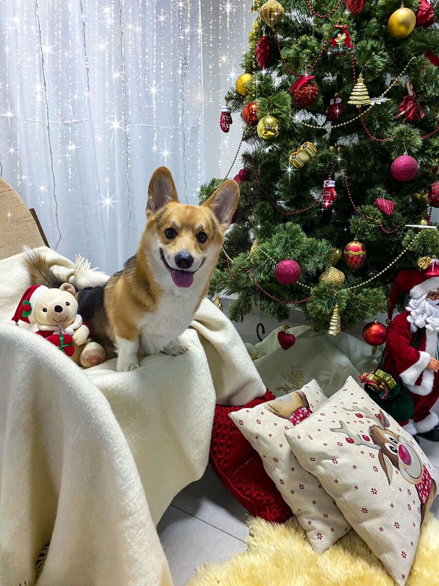 Корги день рождения