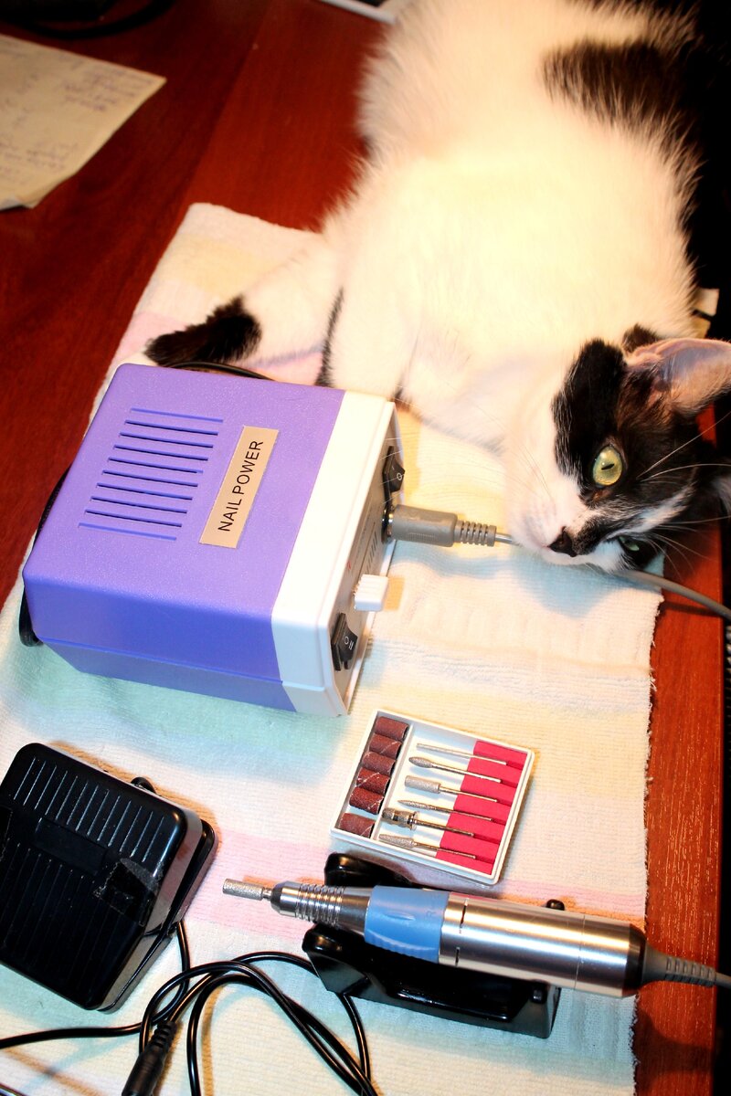 любимая моя кошка обязательно во всех делах принимает участие. Все контролирует!