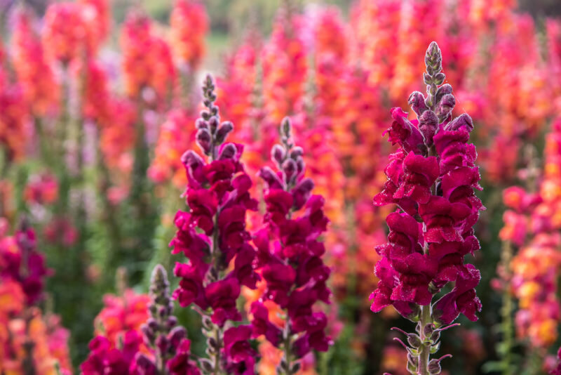  Львиный зев. Иллюстрация для статьи используется по стандартной лицензии ©dachnyedela.ru