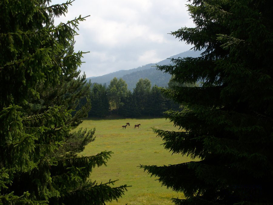 Гармония флоры и фауны