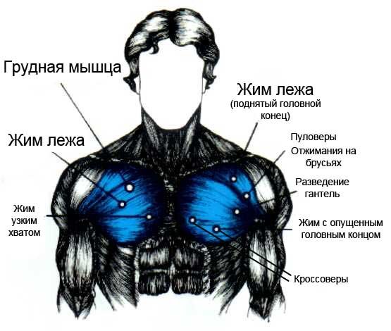 Практические мышцы