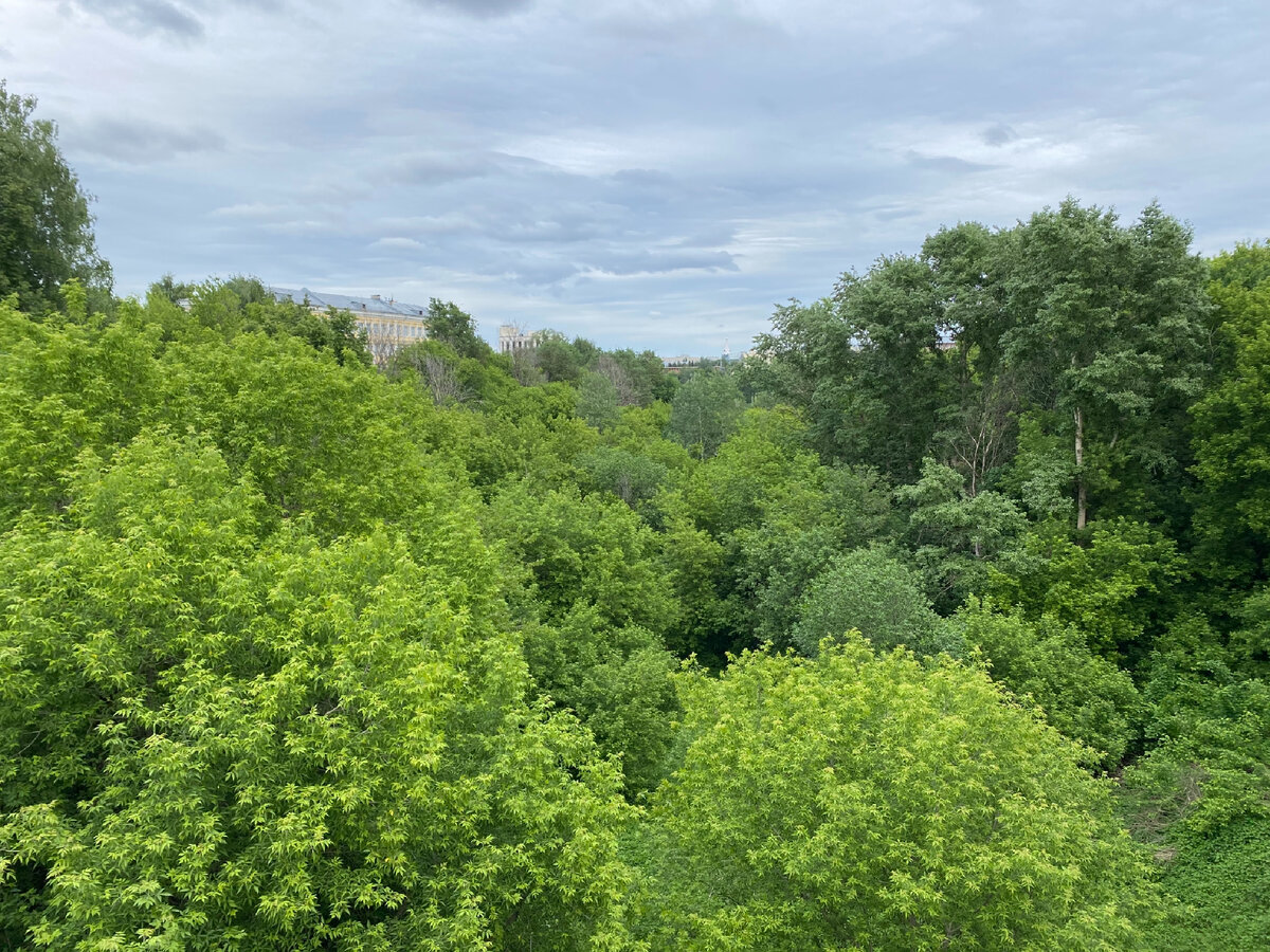 Фото автора. Утопающий в летней зелени Почаинский овраг. Слева немного видно мою школу 