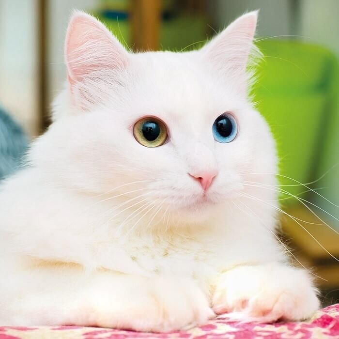 Самые красивые кошки мира | Дмитрий Тилтов | Дзен