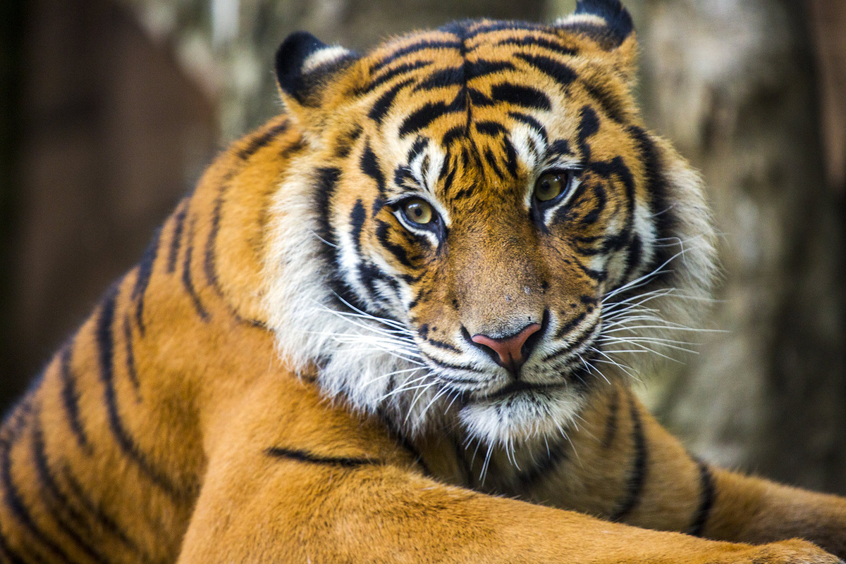 Взято из открытых источник