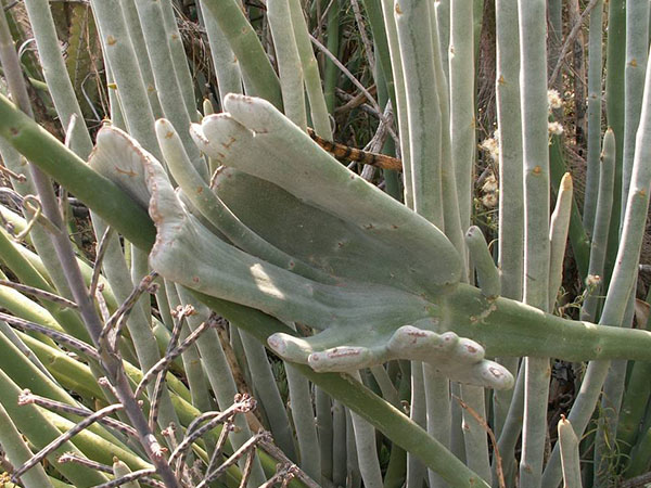 Комнатное растение педилантус — многоликий «американец» с туфельками эльфов