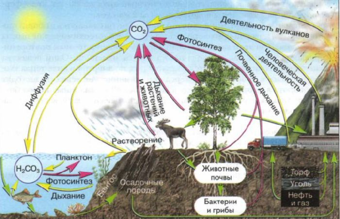 [https://obrazovaka.ru/himiya/krugovorot-ugleroda-v-prirode-shema.html]