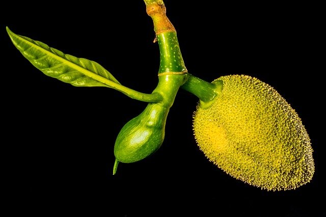 Молодой джекфрут