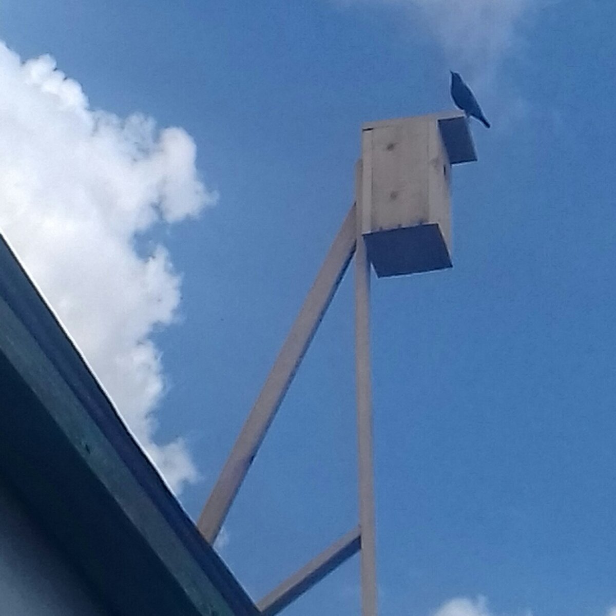 Скворечник и скворец. Личное фото