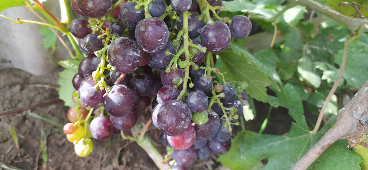 Гроздь Рошфора.