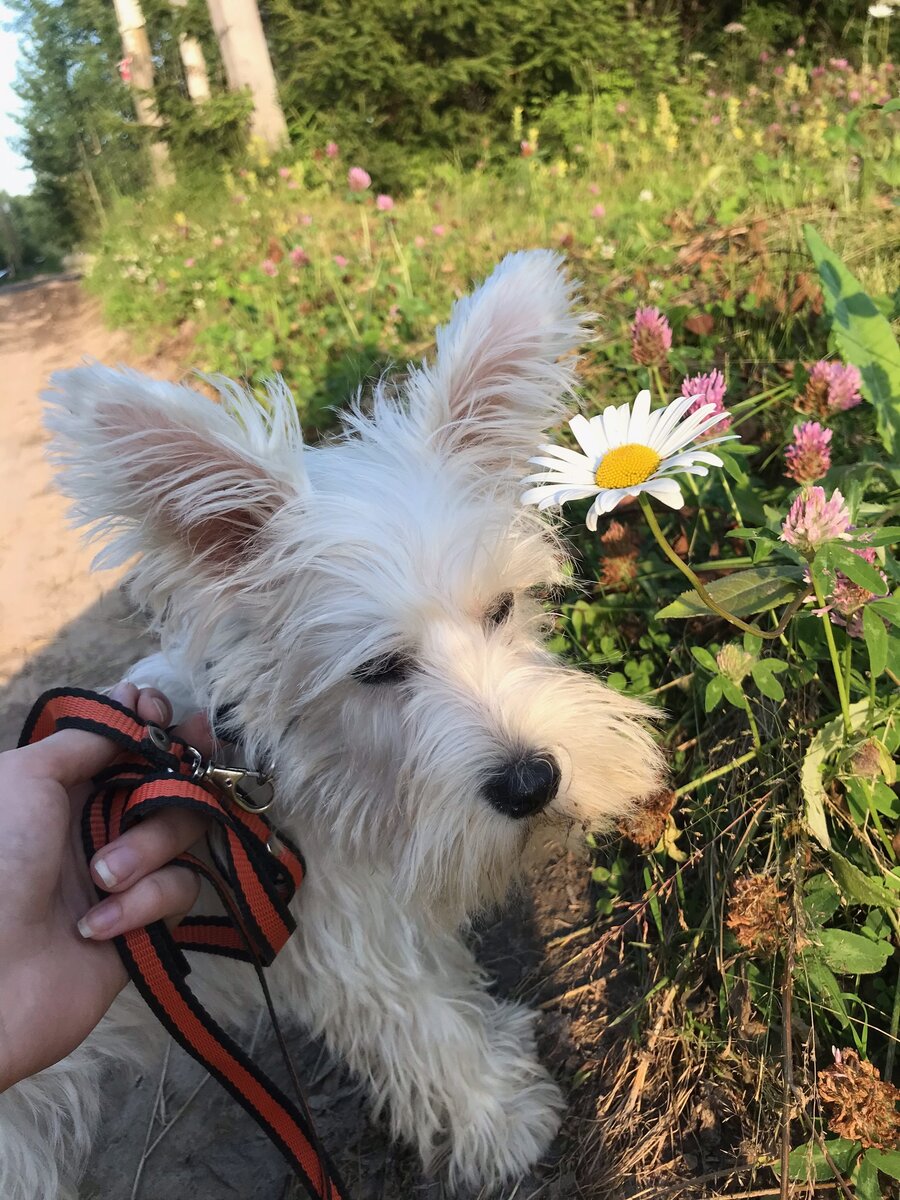 Наше лопоухое чудо🥰