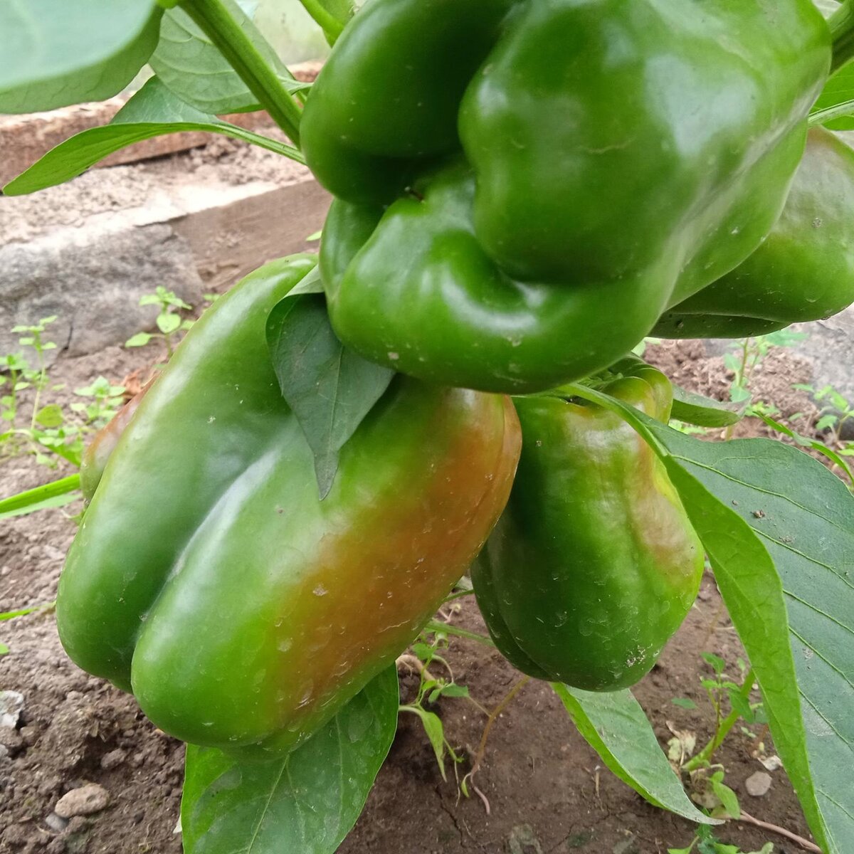 Фото автора "Рыжий барин"