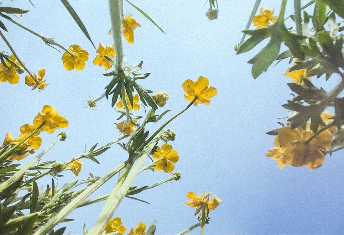 При попадании в глаза сок Лютика вызывает временную слепоту.