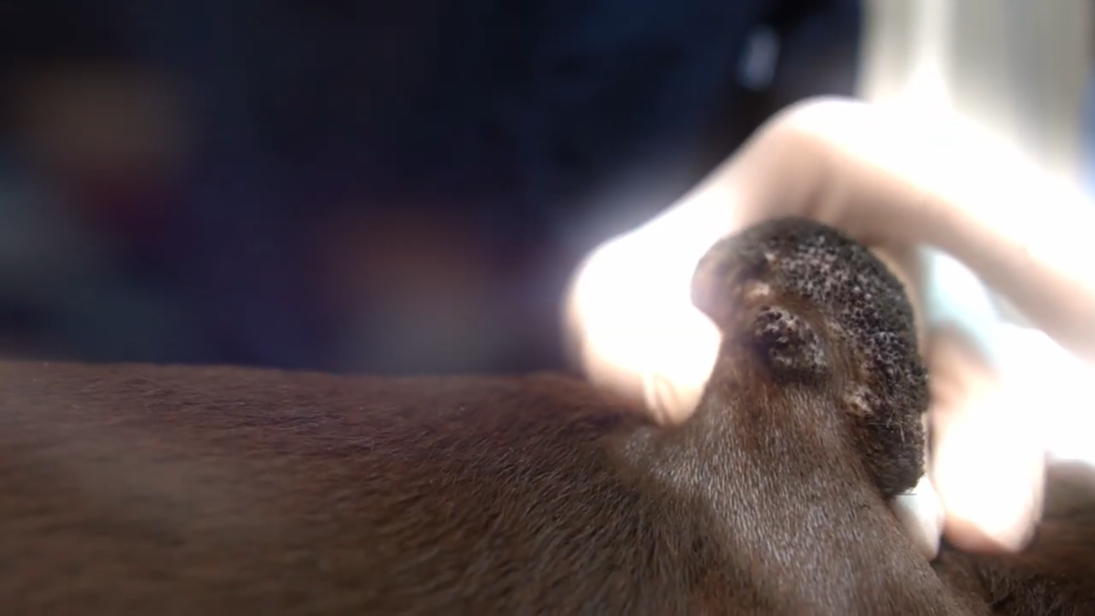 Мы немного побрили область вокруг новообразования, чтобы лучше осмотреть.